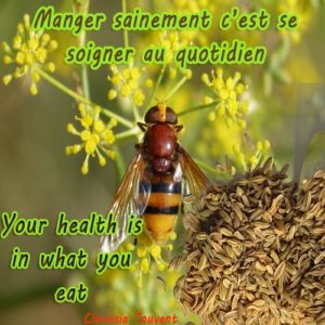 Les graines de fenouil Graines de fenouil pour une bonne digestion
