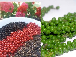 Poivre noir, Baies roses, Vontsiperifery et poivre vert de Madagascar Poivre vert du poivrier
