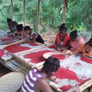 Les baies roses de Madagascar Les baies roses de Madagascar