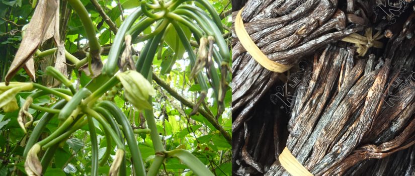 vanille de madagascar