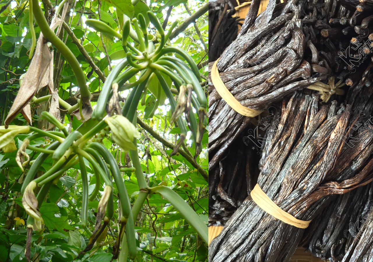 La culture de la Vanille dans la SAVA Madagascar Epiceslekanto