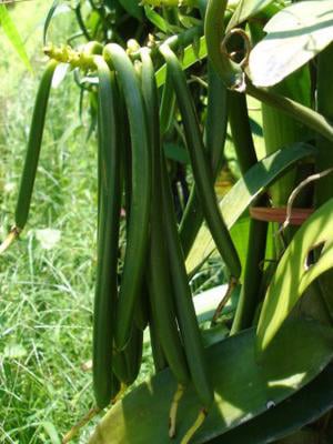 Pollinisation de la vanille