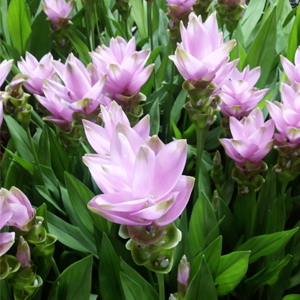 Fleur de Curcuma